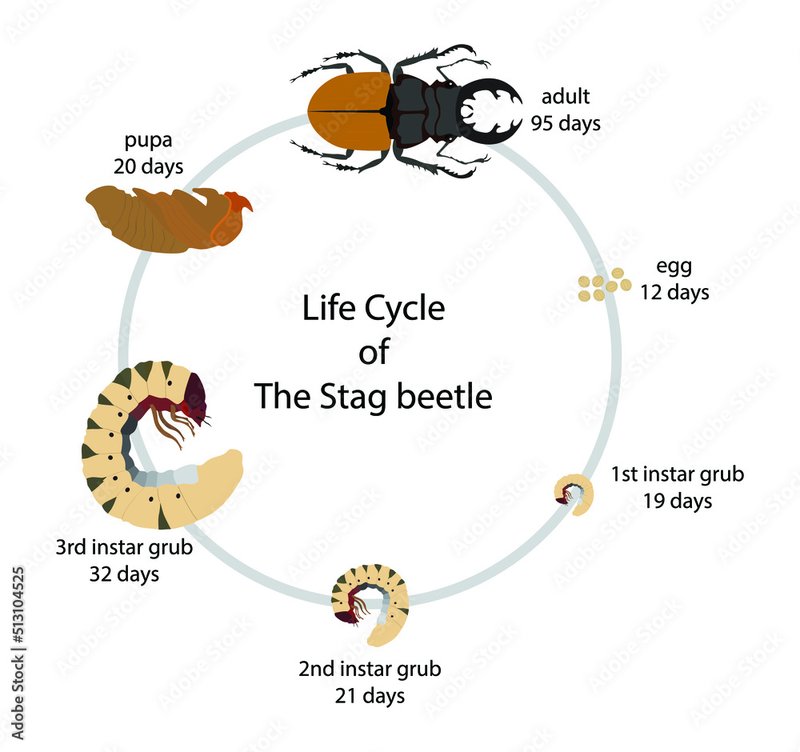 The Lifecycle Of A Stag Beetle: From Egg To Adult