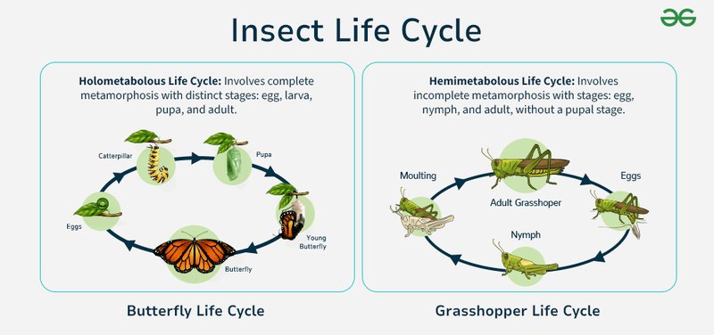 The Lifecycle Of A Stick Insect: From Egg To Adult