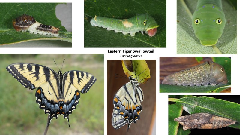 The Lifecycle Of A Swallowtail Butterfly: From Egg To Adult