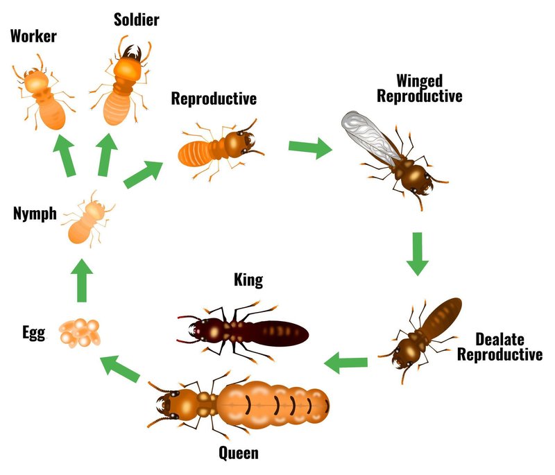 The Lifecycle Of A Termite: From Egg To Adult