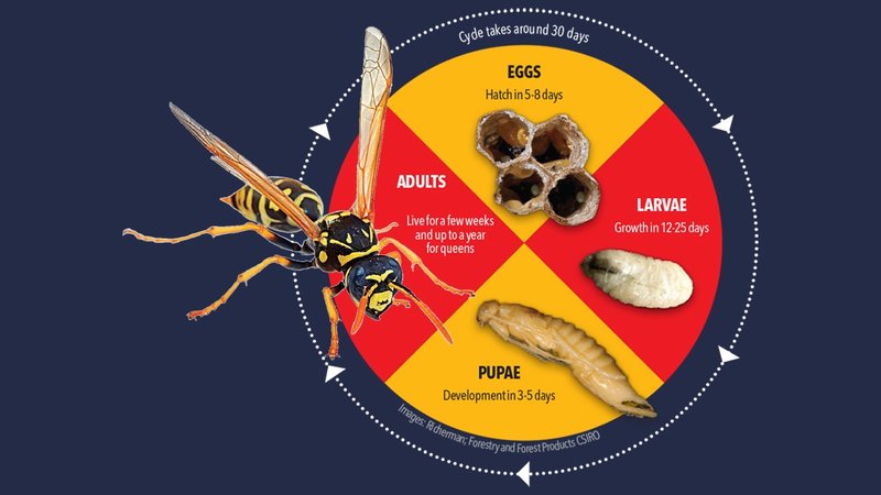 The Lifecycle Of A Wasp: From Egg To Adult
