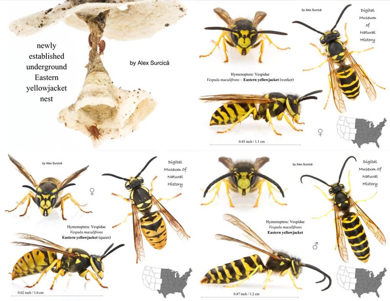 The Lifecycle Of A Yellowjacket: From Egg To Adult