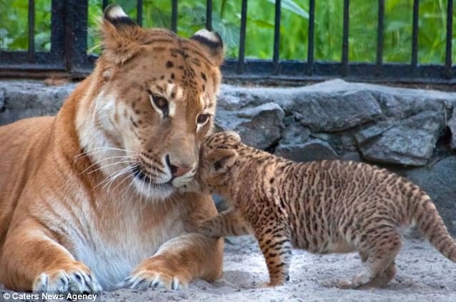 The Liger'S Role In Its Ecosystem