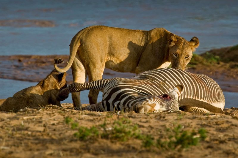 The Lion'S Role In Its Ecosystem