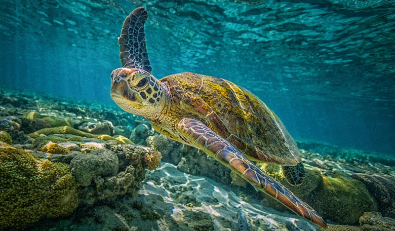 The Loggerhead Turtle'S Role In Marine Ecosystems