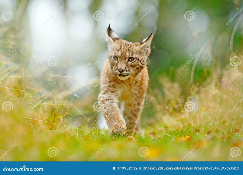 The Lynx'S Role In Its Ecosystem