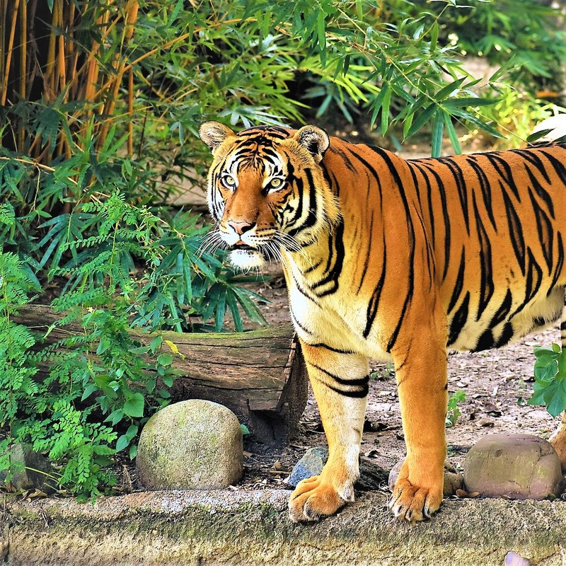The Malayan Tiger'S Role In Its Ecosystem