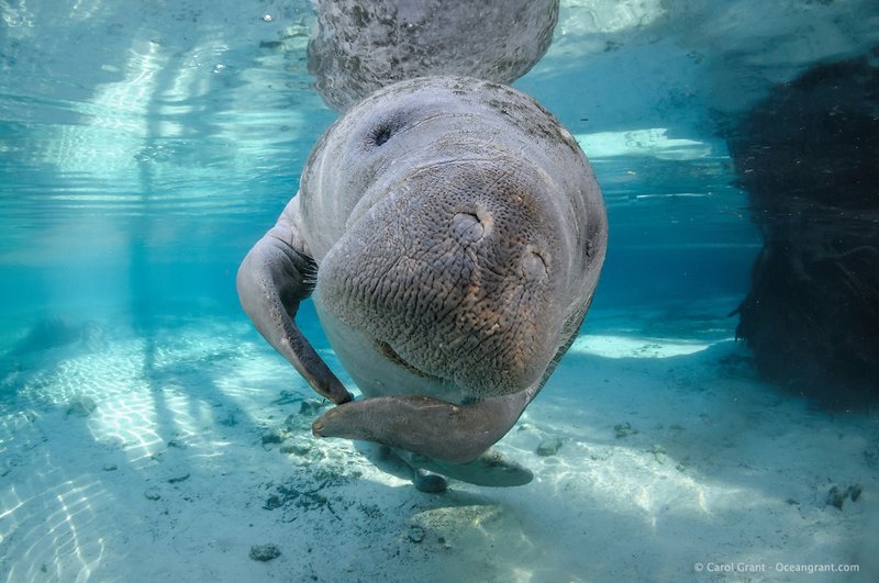 The Manatee'S Role In Marine Ecosystems
