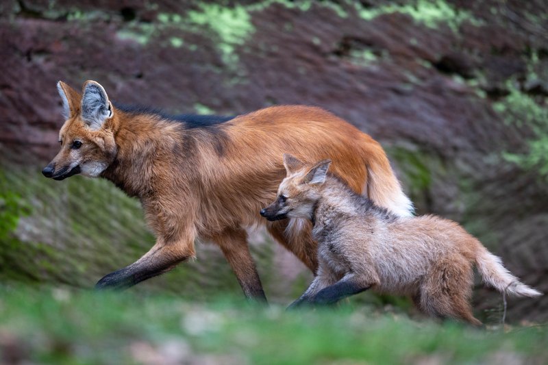 The Maned Wolf'S Role In Its Ecosystem