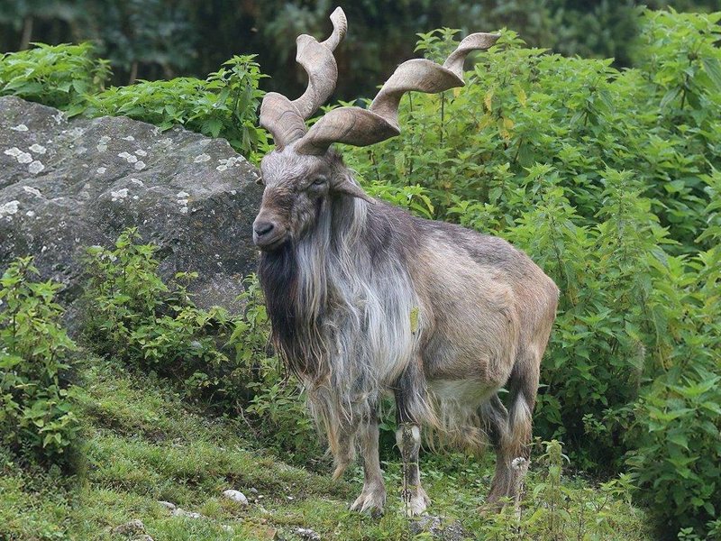 The Markhor'S Role In Its Ecosystem