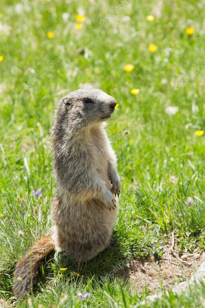 The Marmot'S Role In Its Ecosystem