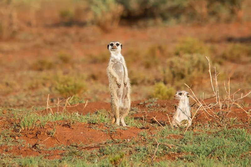 The Meerkat'S Role In Its Ecosystem