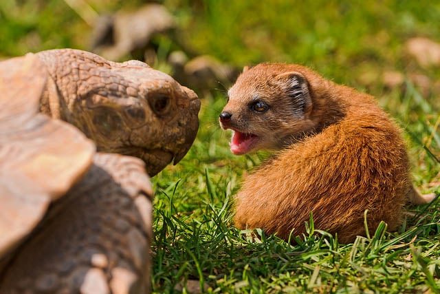 The Mongoose'S Role In Its Ecosystem