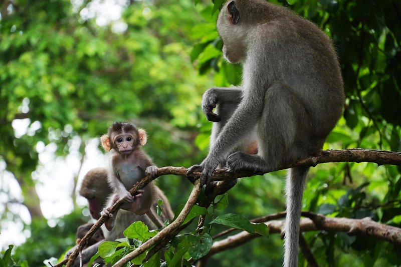 The Monkey'S Role In Its Ecosystem