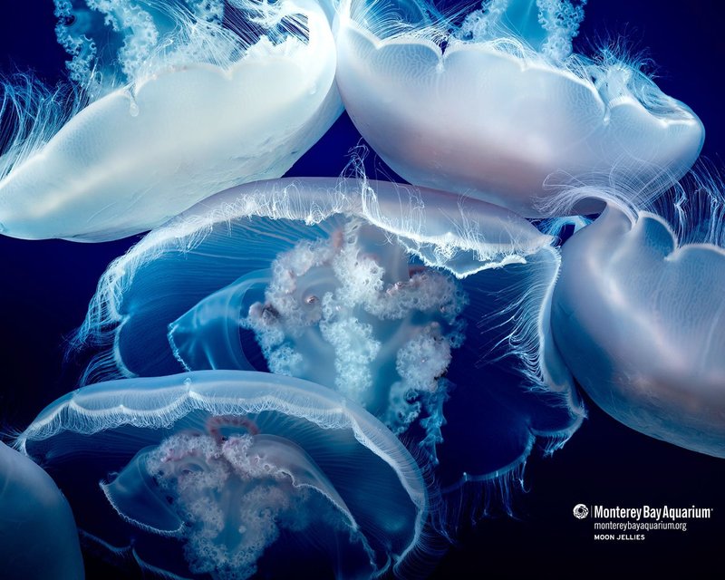The Moon Jellyfish'S Role In Marine Ecosystems