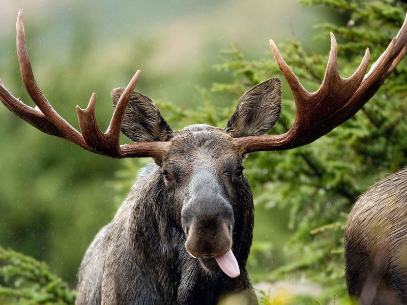 The Moose'S Role In Its Ecosystem