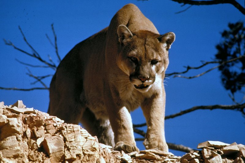 The Mountain Lion'S Role In Its Ecosystem