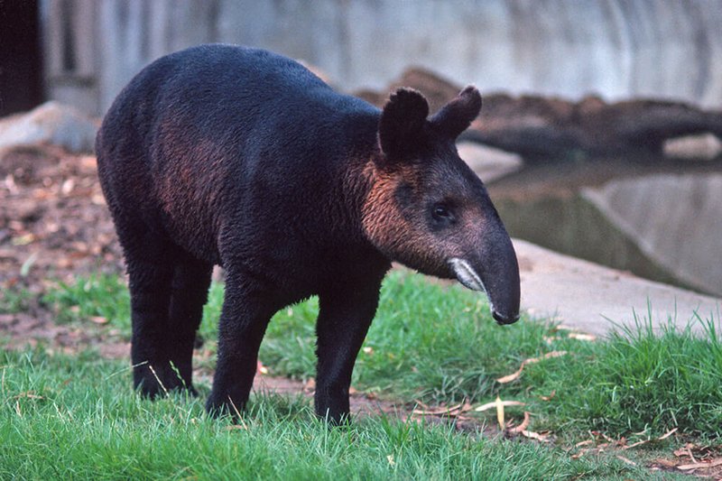 The Mountain Tapir'S Role In Its Ecosystem