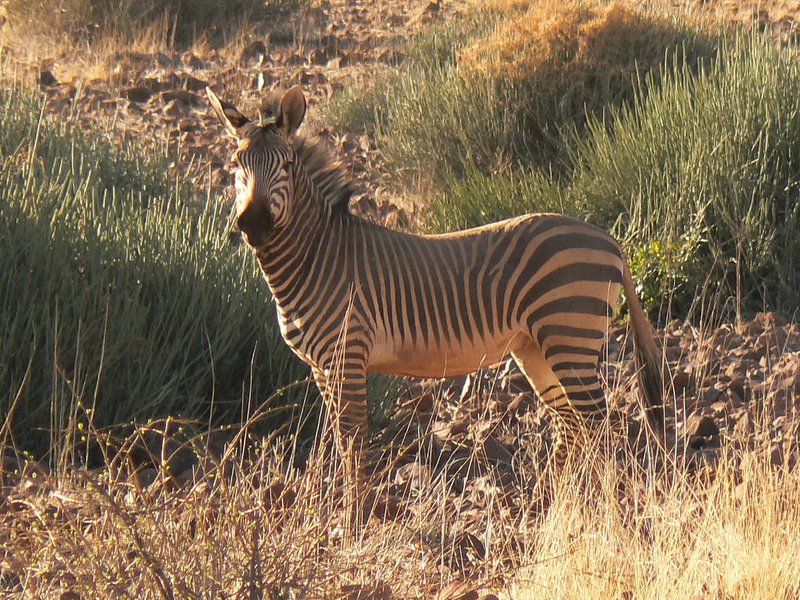 The Mountain Zebra'S Role In Its Ecosystem
