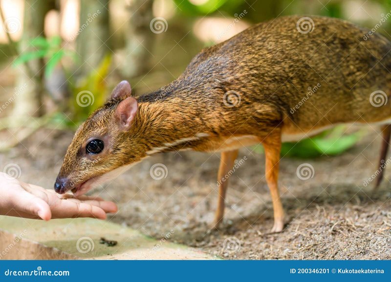 The Mouse Deer'S Role In Its Ecosystem