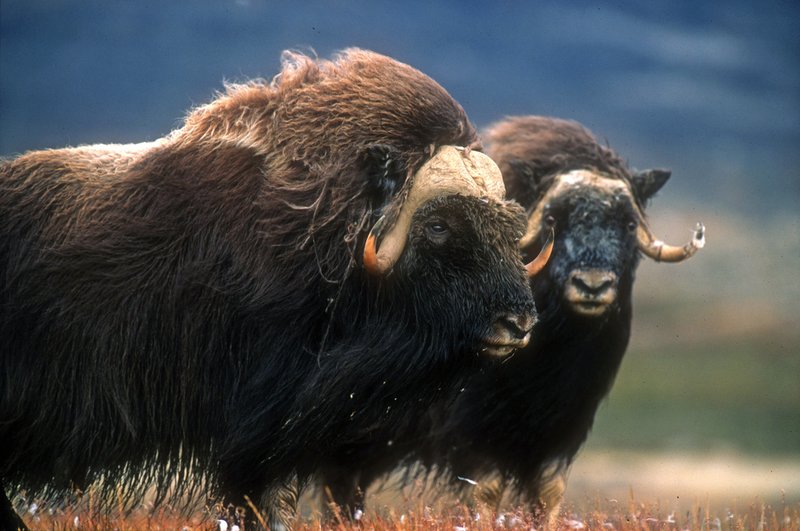 The Muskox'S Role In Its Ecosystem