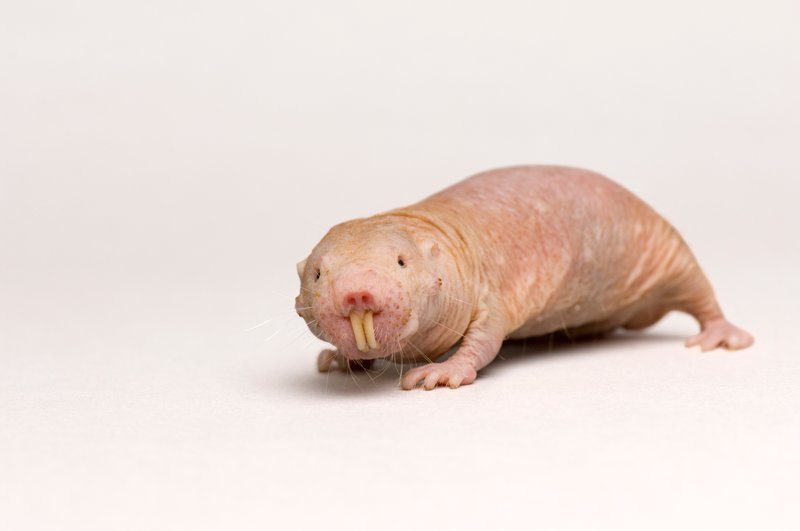 The Naked Mole Rat'S Role In Its Ecosystem