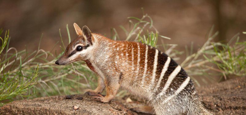 The Numbat'S Role In Its Ecosystem