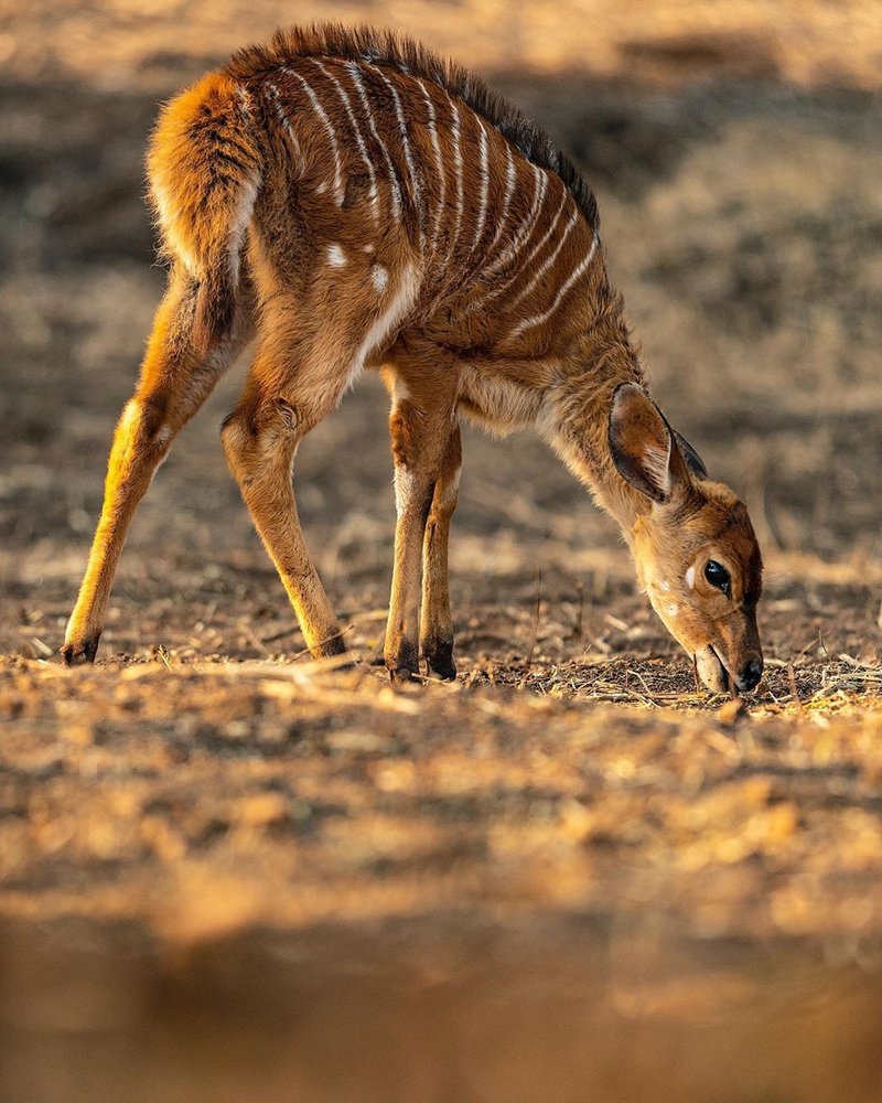 The Nyala'S Role In Its Ecosystem