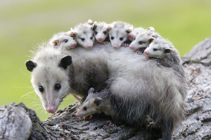 The Opossum'S Role In Its Ecosystem