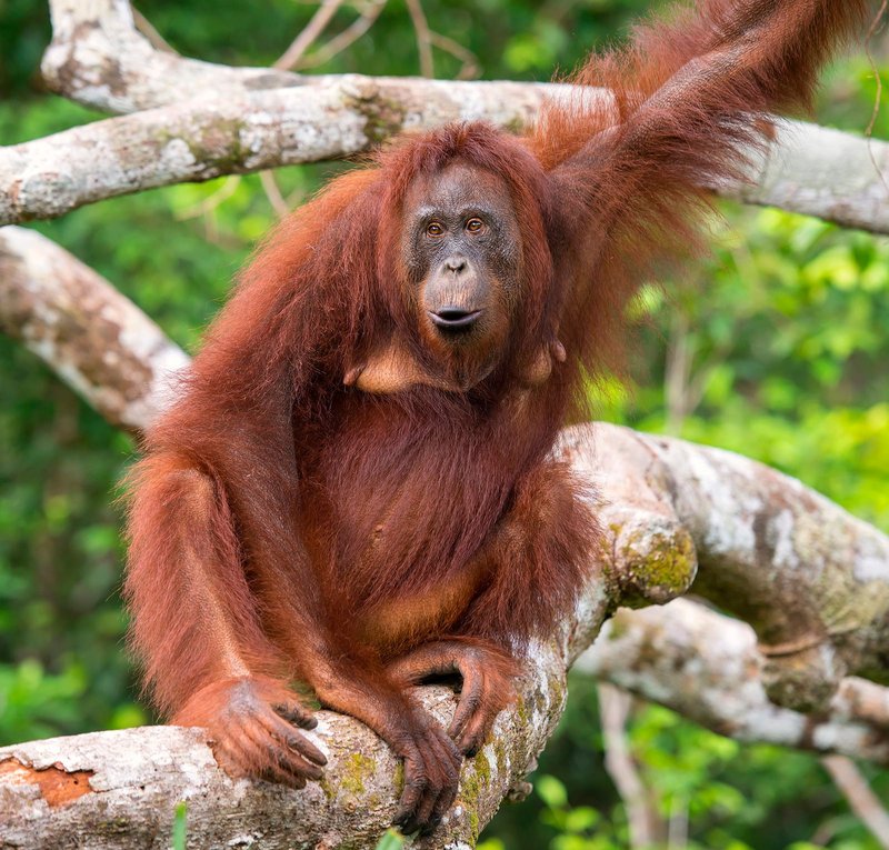 The Orangutan'S Role In Its Ecosystem