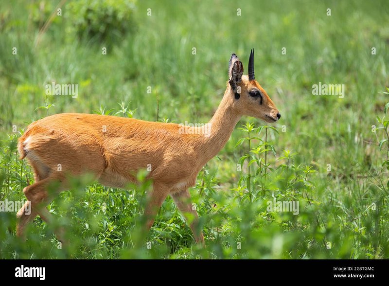 The Oribi'S Role In Its Ecosystem