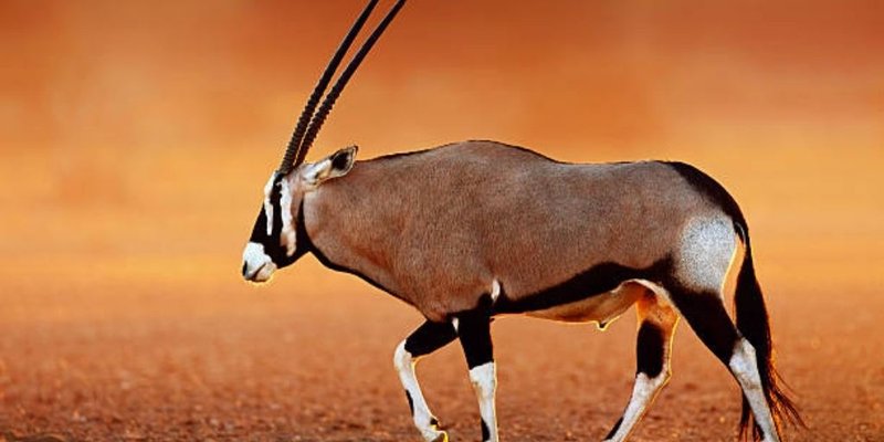 The Oryx'S Role In Its Ecosystem