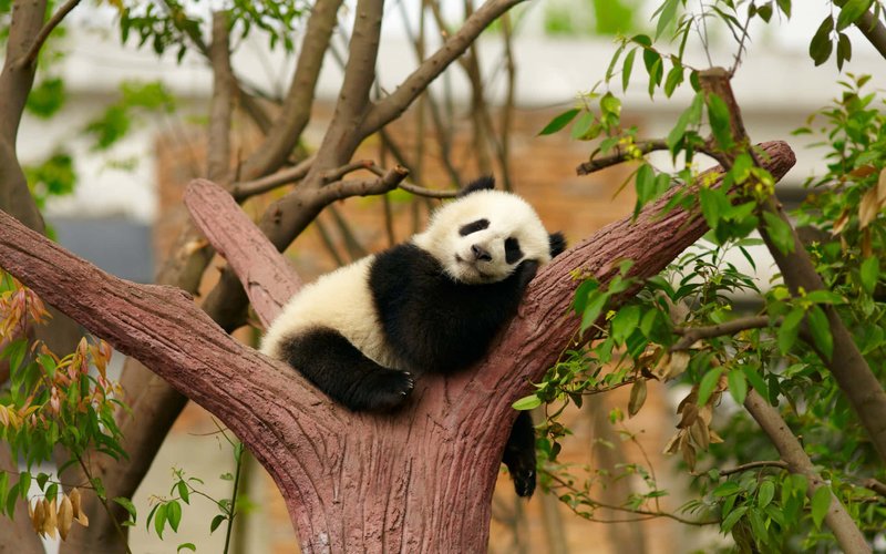 The Panda'S Role In Its Ecosystem