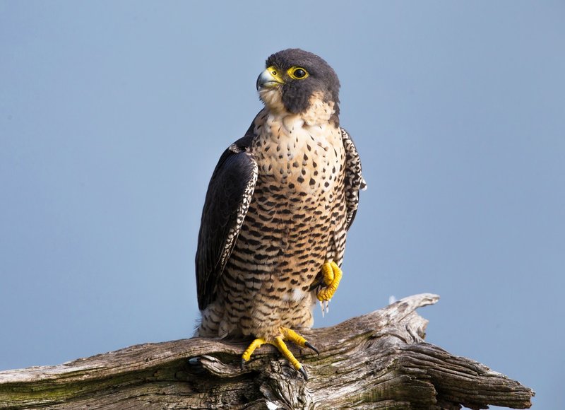 The Peregrine Falcon'S Role In Its Ecosystem