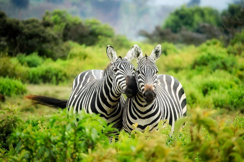 The Plains Zebra'S Role In Its Ecosystem