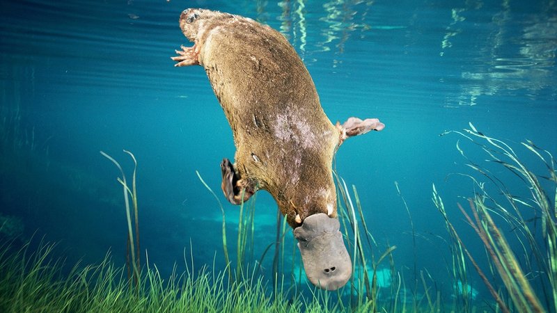 The Platypus'S Role In Its Ecosystem