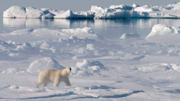 The Polar Bear'S Role In Its Ecosystem