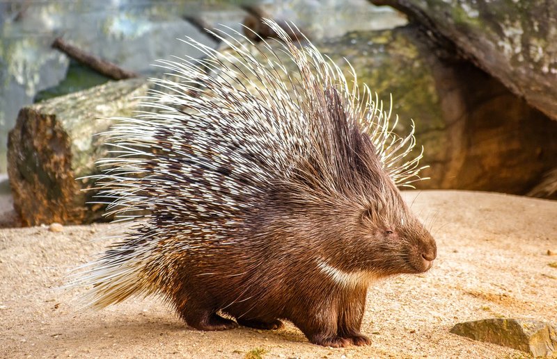 The Porcupine'S Role In Its Ecosystem