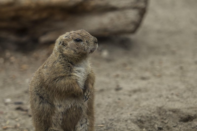 The Prairie Dog'S Role In Its Ecosystem