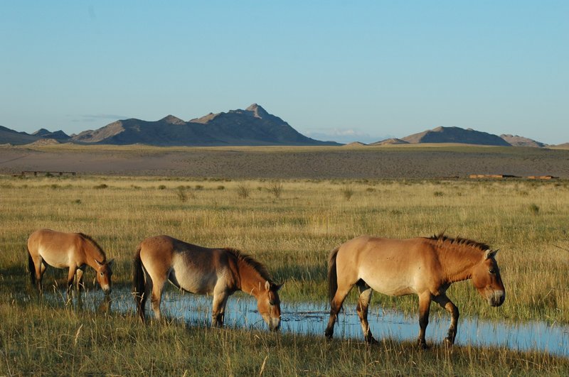 The Przewalski’S Horse'S Role In Its Ecosystem