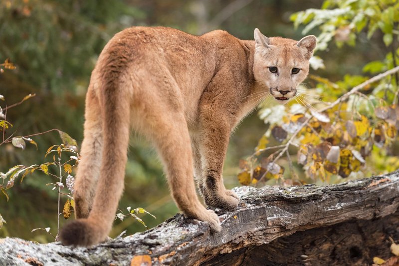 The Puma'S Role In Its Ecosystem