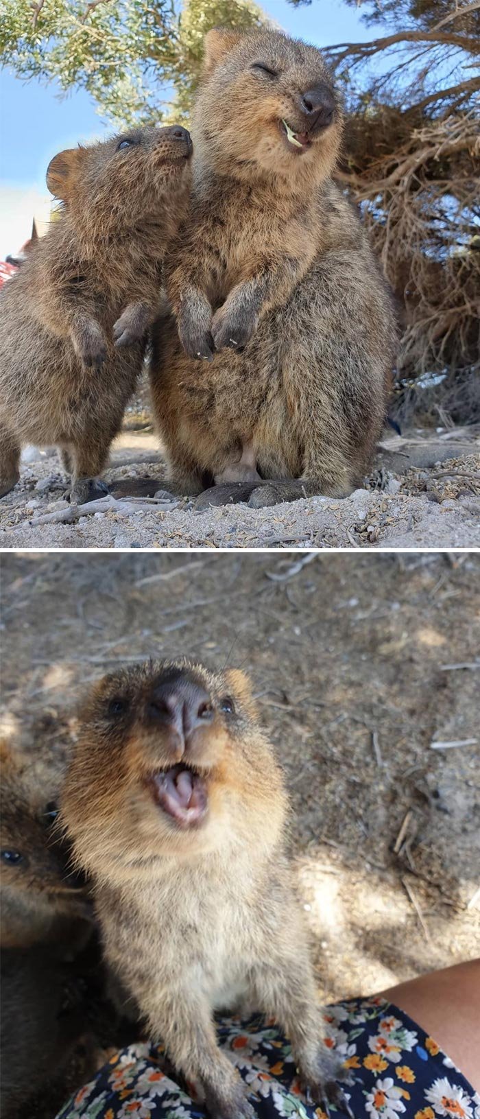 The Quokka'S Role In Its Ecosystem