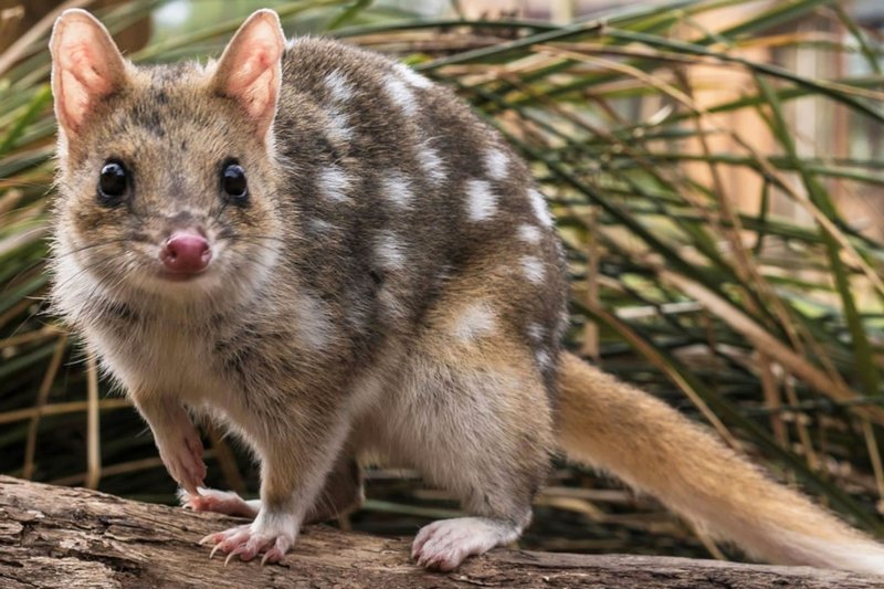 The Quoll'S Role In Its Ecosystem
