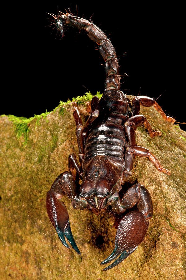 The Red Claw Scorpion'S Role In Nature And Ecosystems