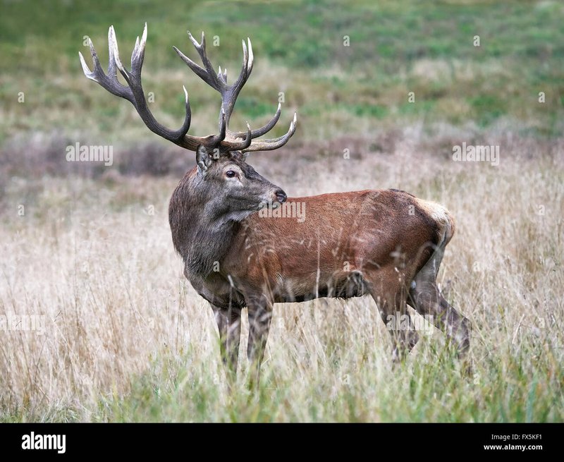 The Red Deer'S Role In Its Ecosystem