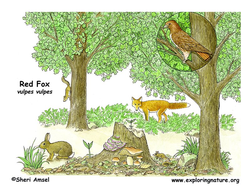 The Red Fox'S Role In Its Ecosystem
