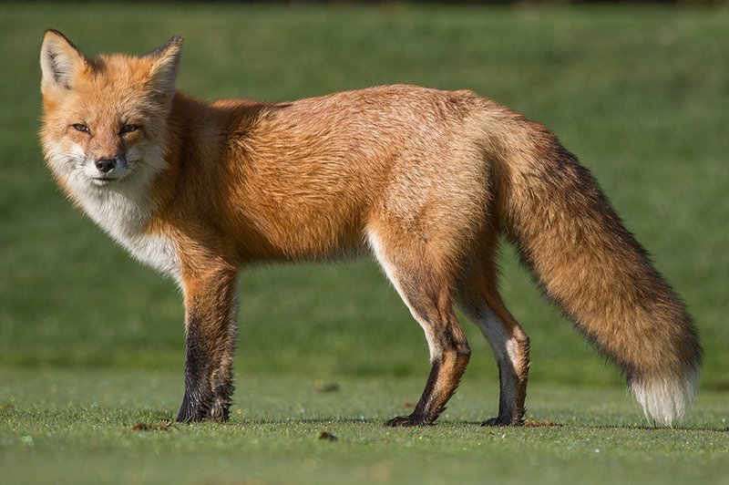 The Red Fox'S Role In Its Ecosystem