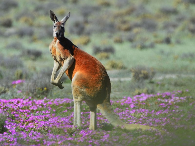 The Red Kangaroo'S Role In Its Ecosystem