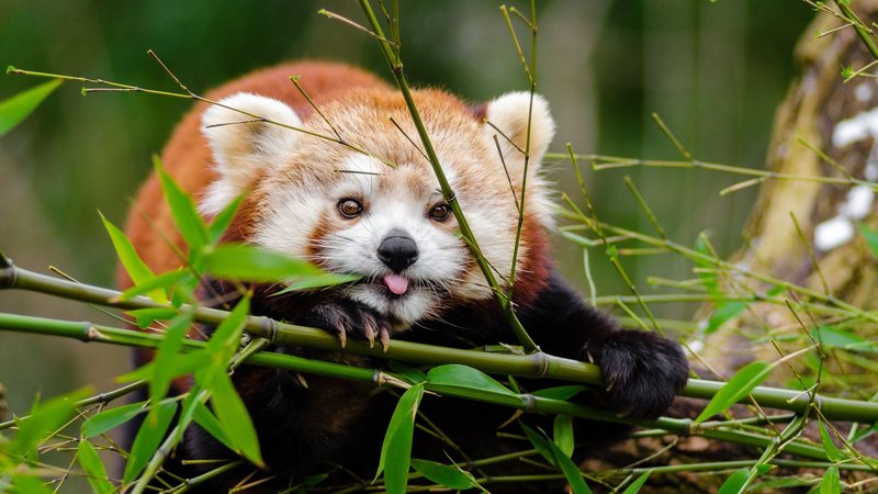The Red Panda'S Role In Its Ecosystem
