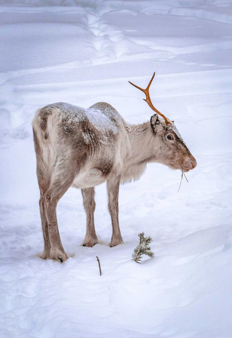 The Reindeer'S Role In Its Ecosystem